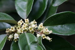 Elaeagnus latifolia